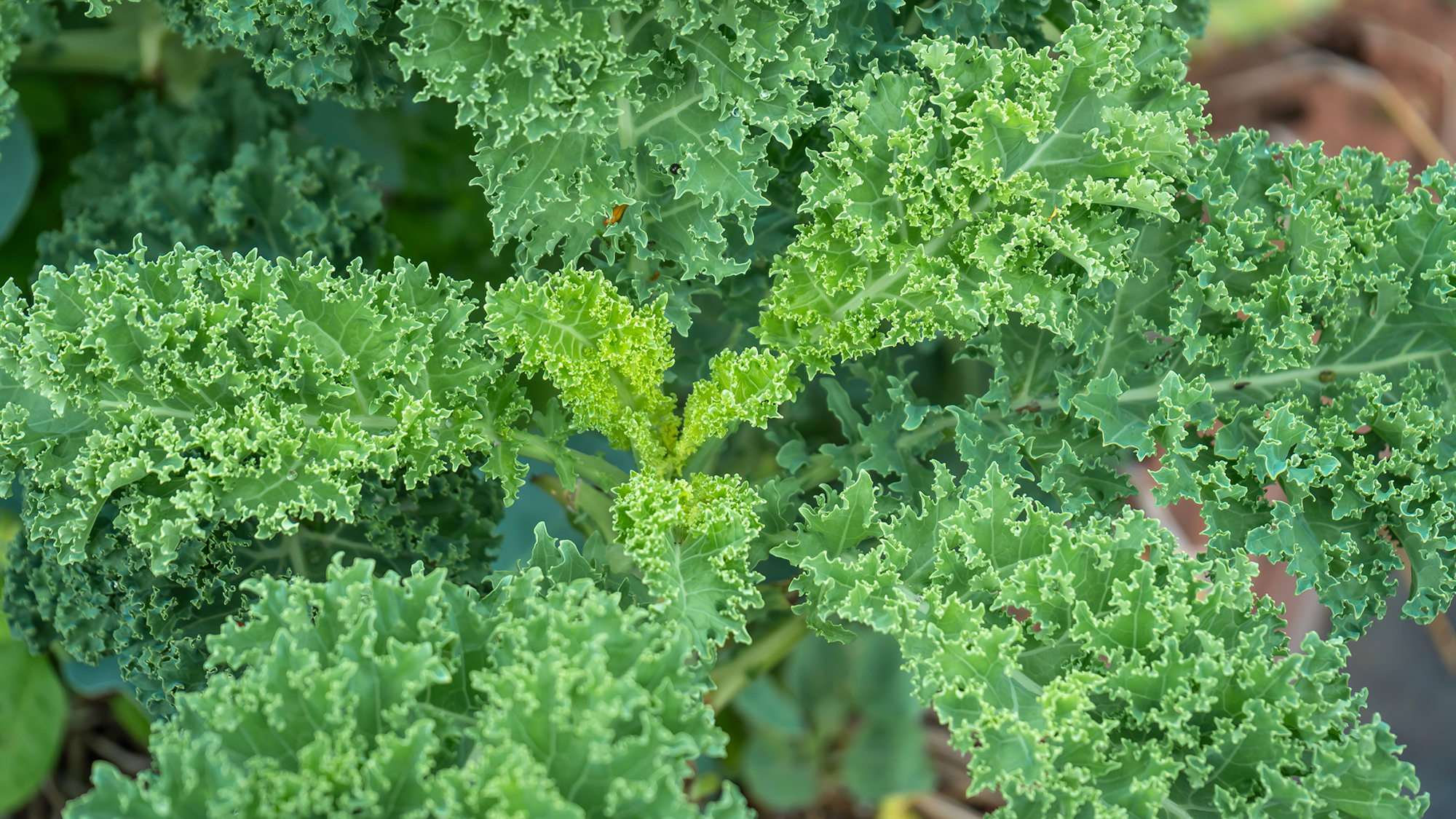 Curly kale