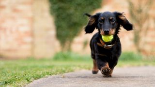 Dachshund carrying a tennis ball