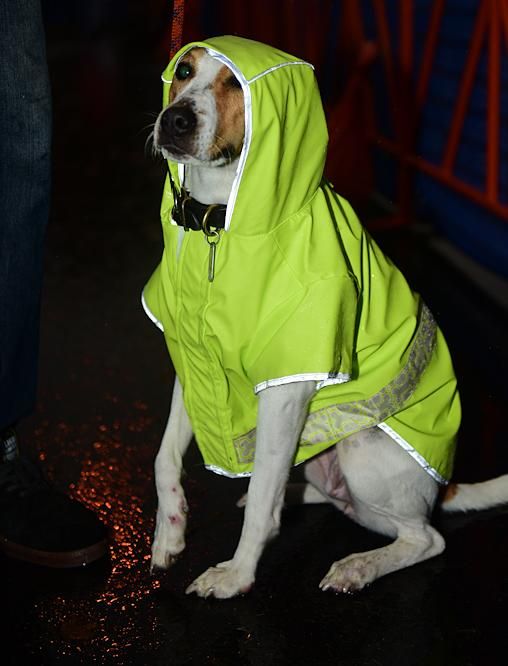 Even the dogs were wearing rain coats today