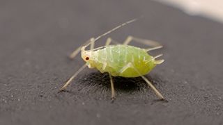 An aphid in an urban location