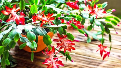 Thanksgiving cactus – or Schlumbergera truncata – with red flowers