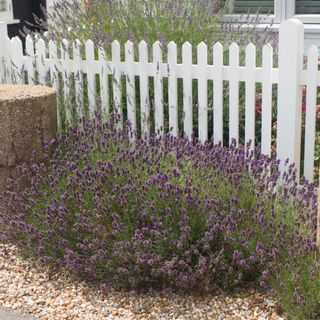 Lavender growing by a front fence on a coastal garden