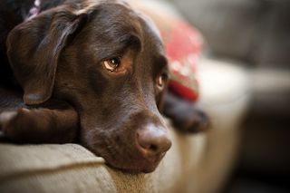 A chocolate labrador retriever with sad eyes.