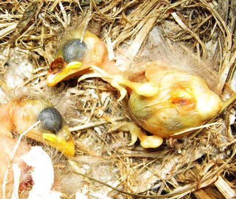 Two baby medium ground finches (Geospize fortis) lay dead in their nest, killed by the larvae of the fly Philornis downsi. 