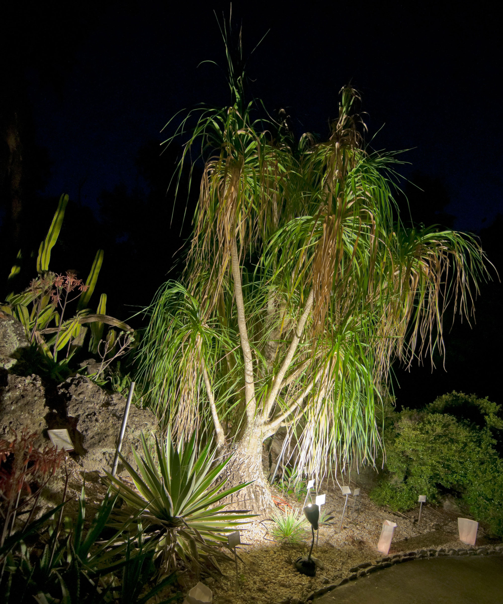 tropical palm tree with garden lighting in night garden with cacti and yucca