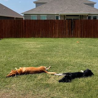 dogs enjoy sun