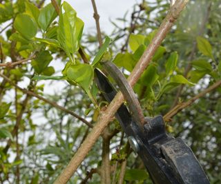 Pruning forsythia using long-handled loppers