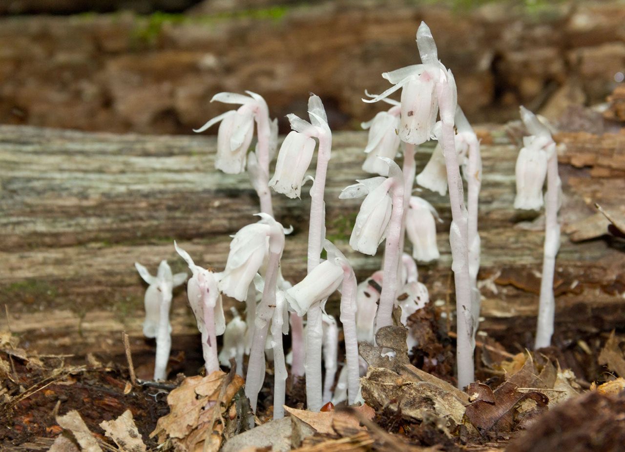 ghost flower