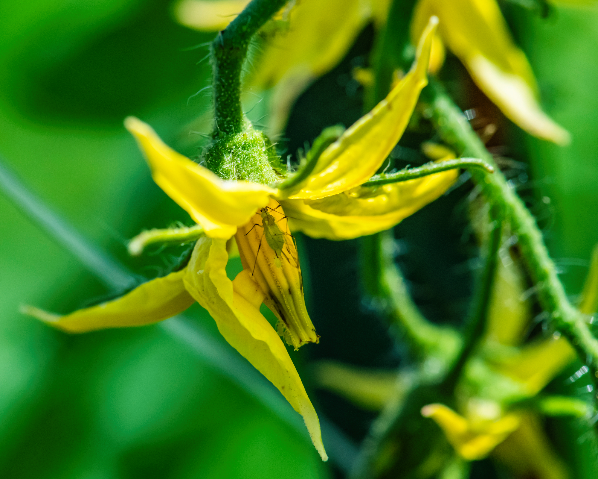 aphid on tomato plant