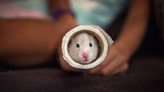 hamster hiding