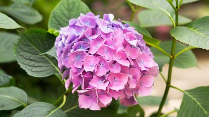 How to deadhead hydrangeas: expert advice for beautiful blooms |