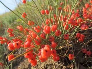 Amphetamines come from the ephedra plant.