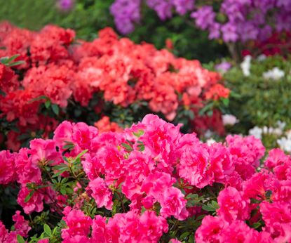 15 Amazing Types Of Azaleas For Jaw-Dropping Spring Color | Gardening ...