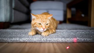 Ginger cat chasing a laser dot on the floor from one of the best laser toys for cats