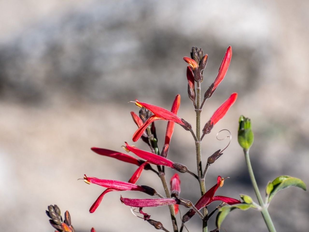 Red Chuparosa Shrubs