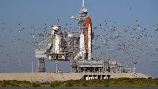 A flock of birds takes flight during the rollout of the space shuttle atlantis to the launch pad in 1988.