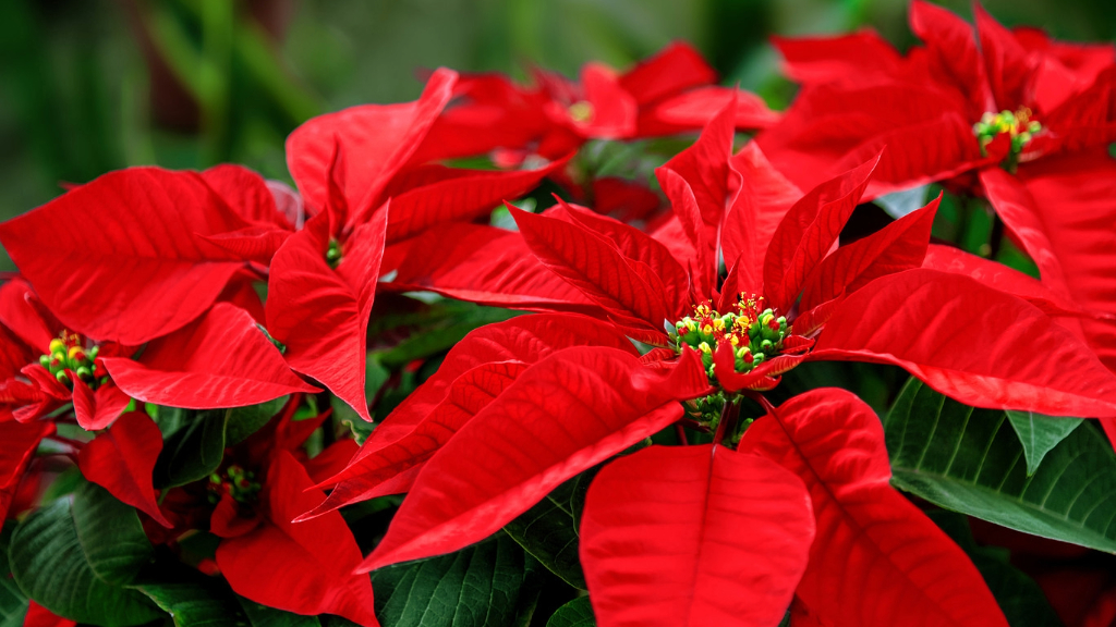 close detail of leaves of poinsettia