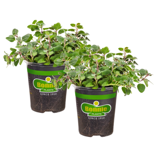 A set of two live oregano plants