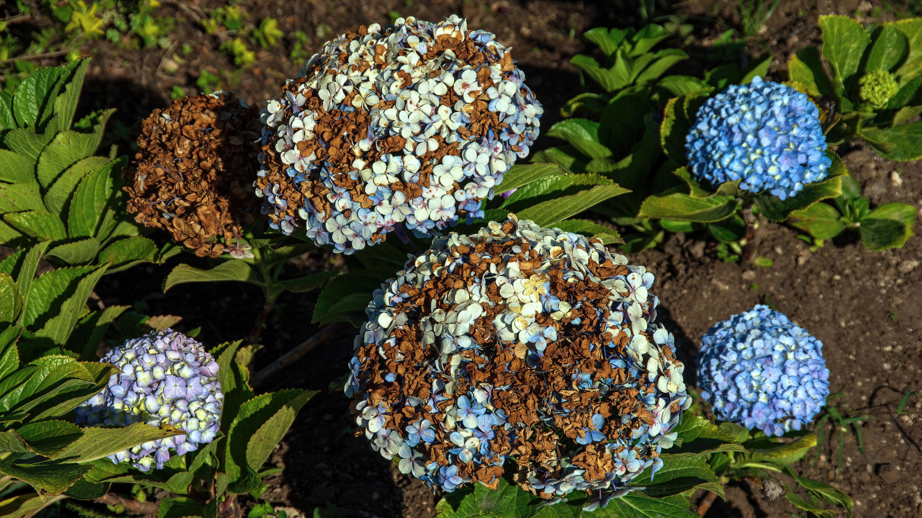 Brown sunburned flowers on hydrangea plant