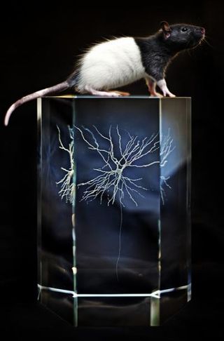 A rat sitting on an image of a brain network