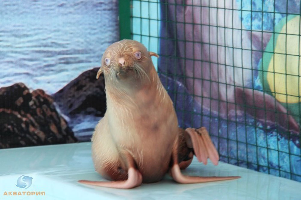 Nafanya the albino seal