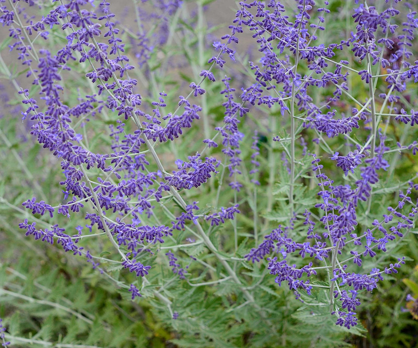 How to grow Russian sage - expert tips for thriving plants | Homes ...