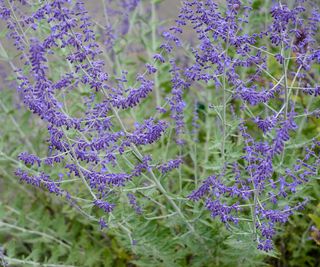 Russian sage in flower