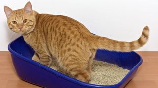 Ginger kitten in a large blue litter tray with fine litter.