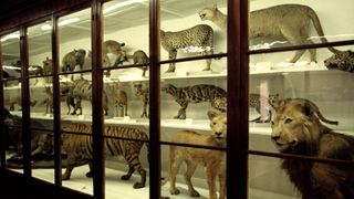 Museum with taxidermized wild cat exhibits