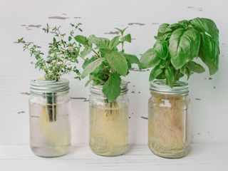 hydroponic gardening with herbs in jars