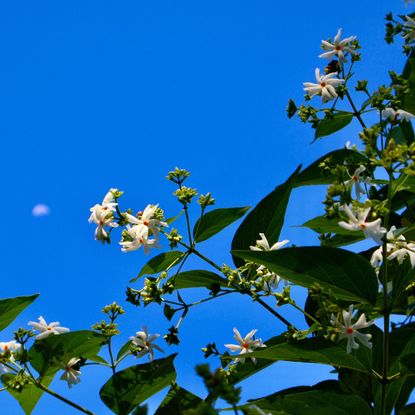 Night-blooming jasmine tree blooms cover the treetop like snow, surrounded by lush green leaves under a clear blue sky and a visible half moon at dawn.