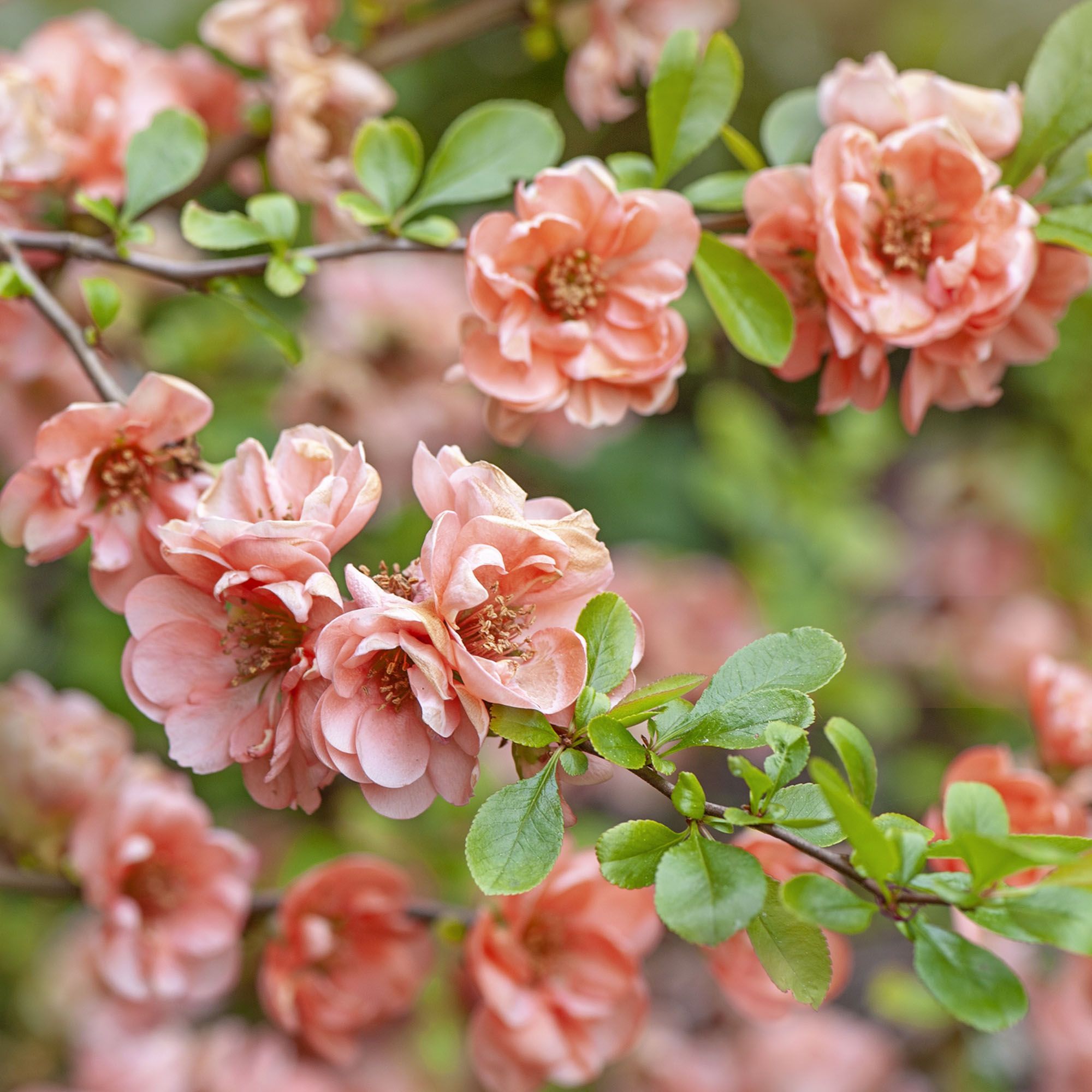 Cameo Flowering Quince