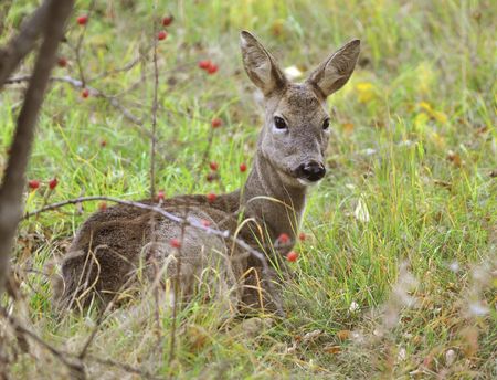 Deer In A Garden