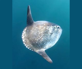 This video still from a dive in Chile's Reserva Marina Isla Chañaral shows a live hoodwinker sunfish (<em>Mola tecta</em>).