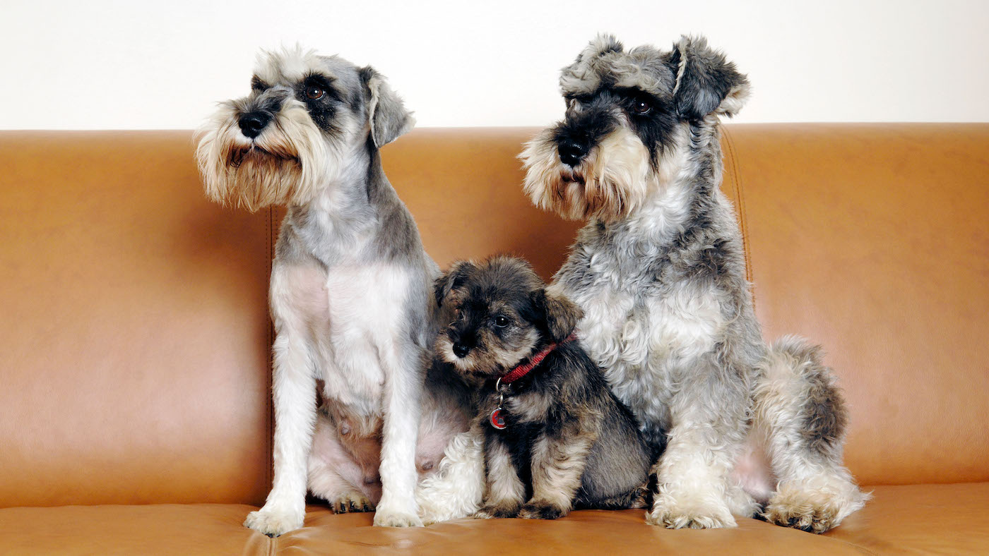 Three cute mini schnauzers, parents and pup