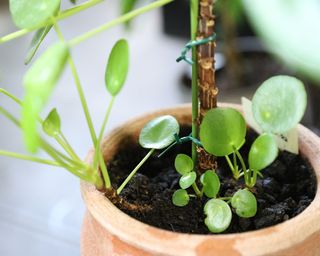 Pilea Peperomioides or Chinese money plant in a clay pot