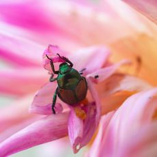 A green Japanese Beetle eating a pink Dahlia bloom.