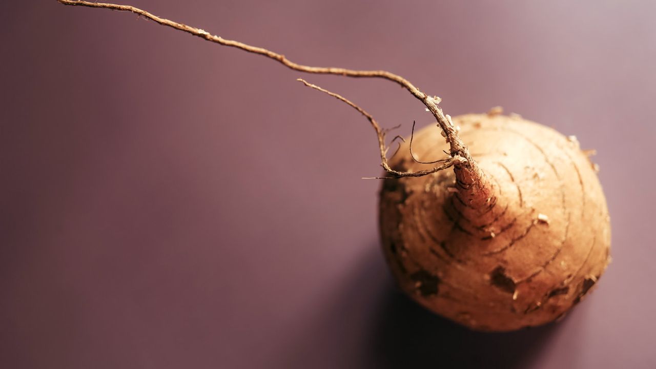 A jicama edible tuber on a purple background