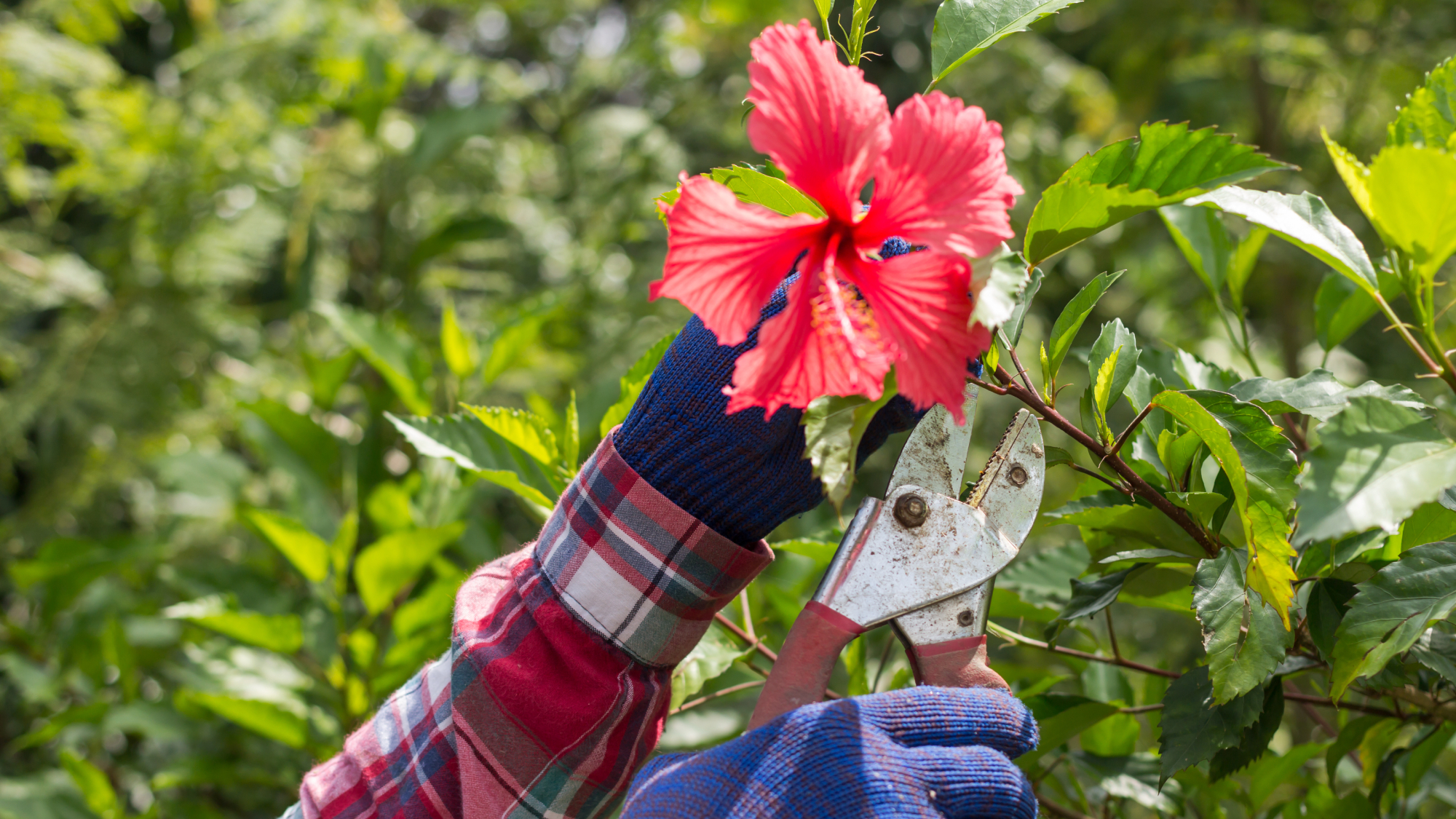 pruning hibiscus