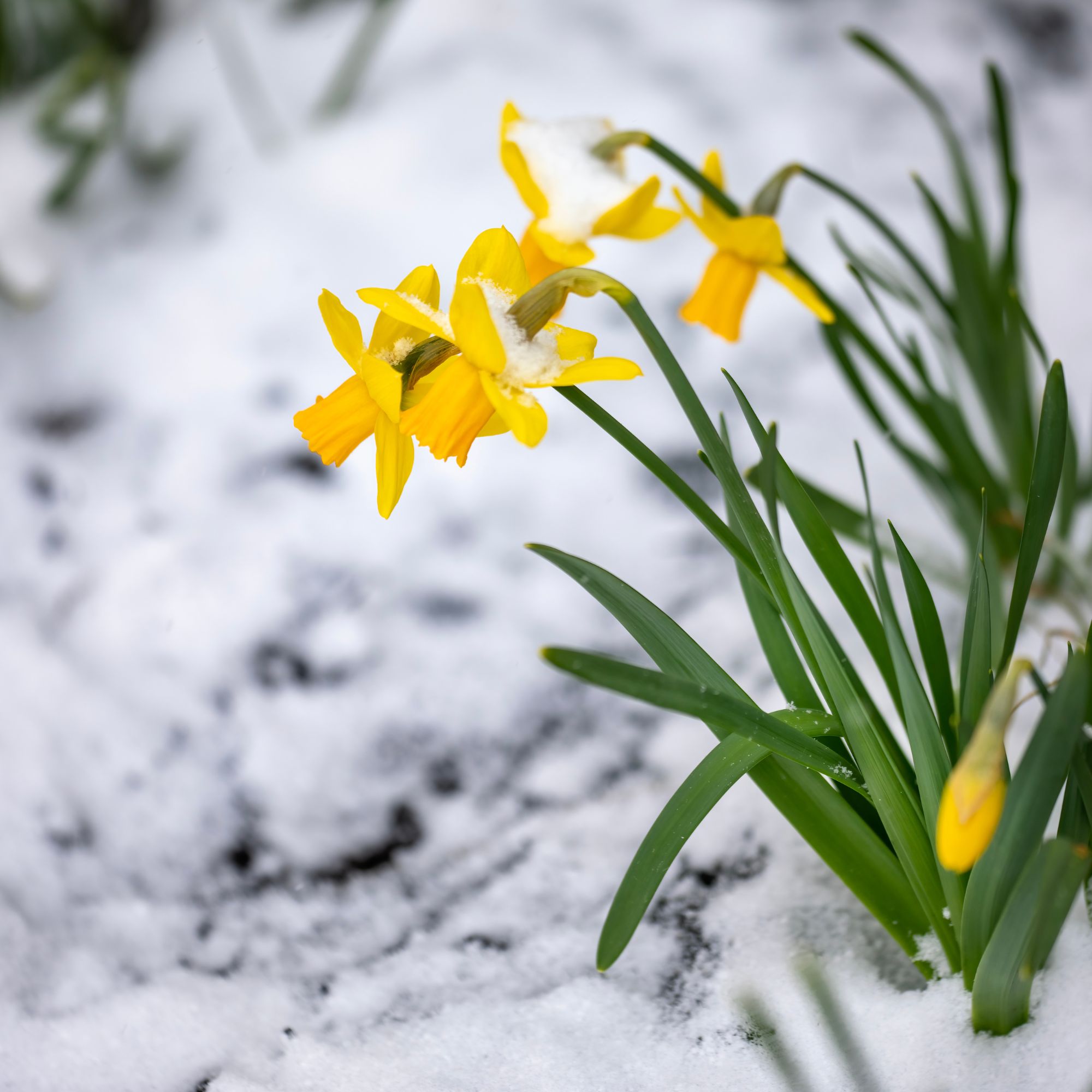 Daffodils in the snow 