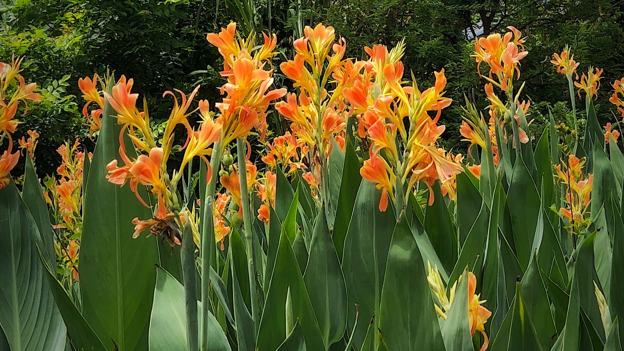 Canna lilies