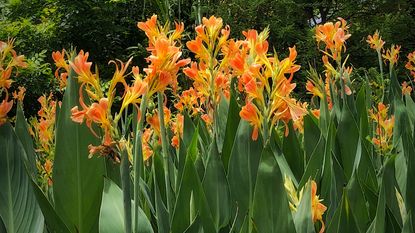 Canna lilies 