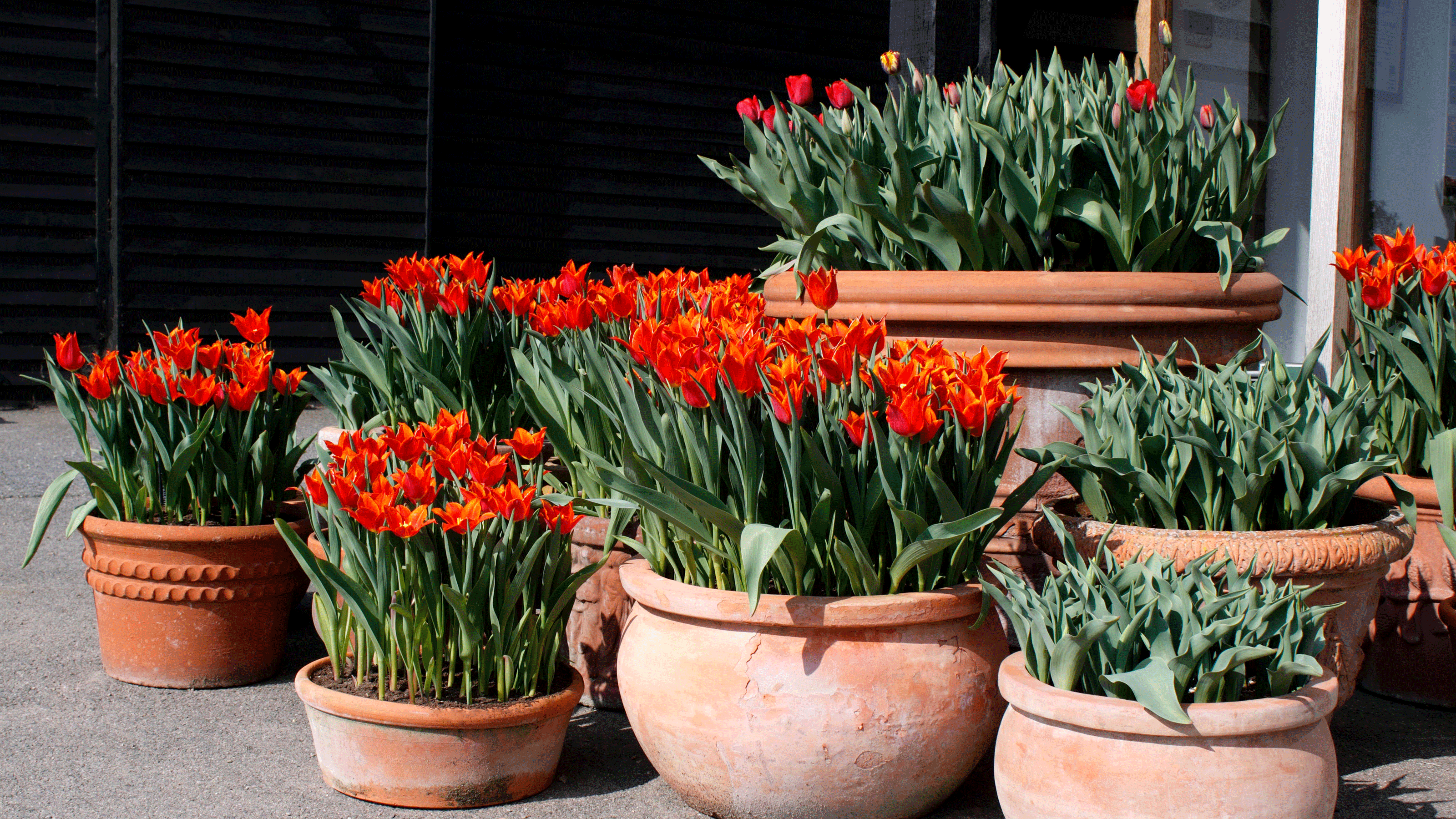 a bright display of tulips in several pots