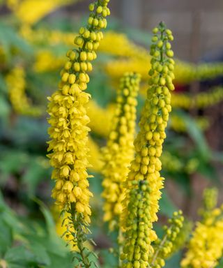 close up of Mahonia flowers