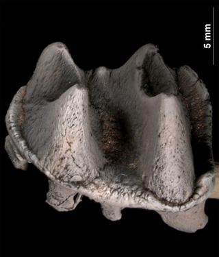 The researchers believe this molar came from the extinct platypus' lower jaw.