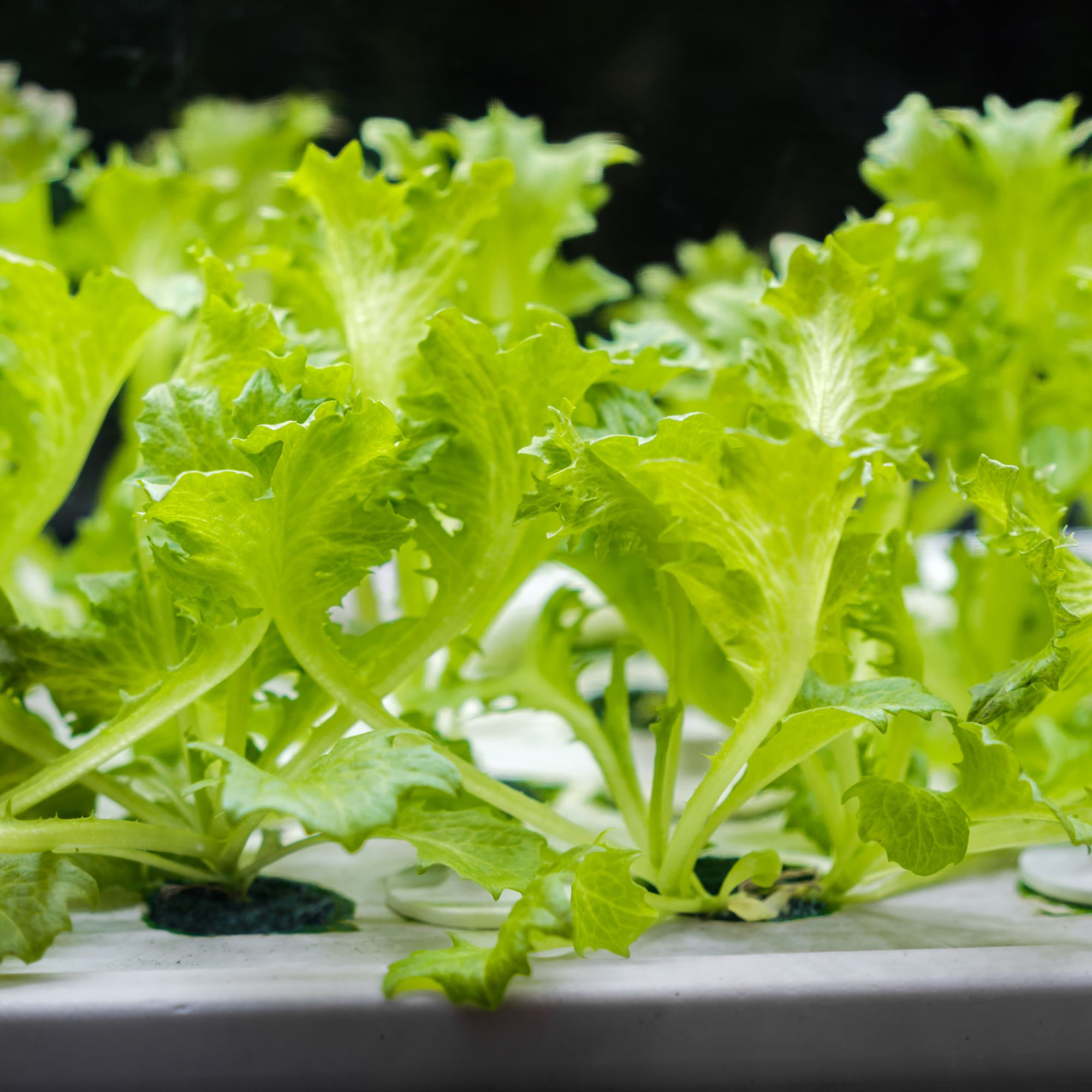 Lettuce growing hydroponically