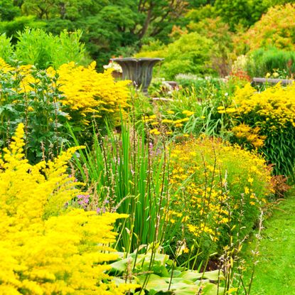 Yellow garden border showing the rule of three