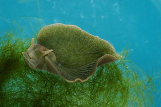 This green slug, Elysia chlorotica, produces its own chlorophyll and so can carry out photosynthesis, turning sunlight into energy, scientists have found.