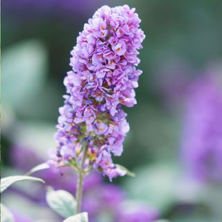 A close up of a buddleja's purple flower at RHS Wisley
