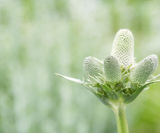 Eryngium agavifolium close-up